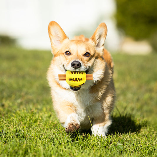 Dog Toy 2-In-1 Squeaky Starfish Chew Watermelon Treat Clean Teeth Massage Gums